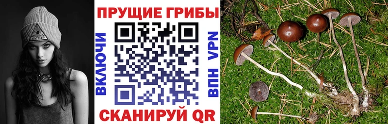 Купить где  Цоци-Юрт  Псилоцибиновые грибы Cubensis 